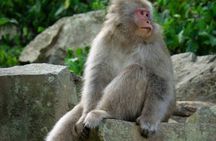 Private Jigokudani Snow Monkeys and Local Brewery Tour