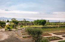 Pompeii & Classic Italian Lunch on Mt. Vesuvius
