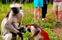 Zanzibar: Jozani Forest, Kuza cave, Salaam cave & Rock Restaurant
