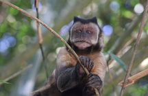 Tijuca Forest: Hiking, waterfalls, cave, and wildlife