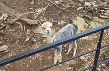 Alpaca Sheep Ranch, Nami, Petite France Private Tour from Seoul