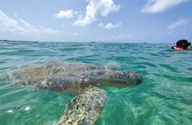 Snorkeling with turtles and swimming in cenote with crystal clear waters
