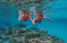 Snorkeling with turtles and swimming in cenote with crystal clear waters