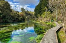 From Hamilton Waitomo Glowworms Blue Springs and Kiwi House