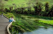From Hamilton Waitomo Glowworms Blue Springs and Kiwi House