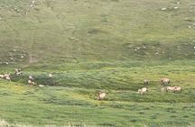 3 Days Khustai and Terelj National parks tour
