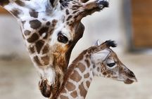 Giraffe Centre & Free Visit to Kobe Beads Factory Experience