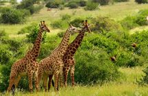 Giraffe Centre & Free Visit to Kobe Beads Factory Experience