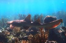 Puerto Morelos Reef Snorkeling Experience