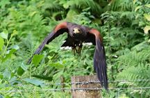 Private Woodland Hawk Experience Inverness