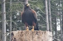 Private Woodland Hawk Experience Inverness