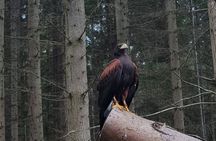 Private Woodland Hawk Experience Inverness