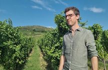 Ammerschwihr: Vineyards, winery and tasting Guide 6 Alsatian wines