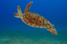 CWORI Dive Center: Try Scuba Diving Experience at Coki Beach