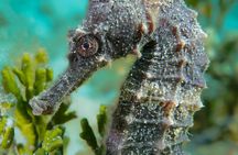 CWORI Dive Center: Try Scuba Diving Experience at Coki Beach