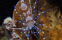 CWORI Dive Center: Try Scuba Diving Experience at Coki Beach