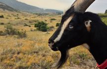 Goat hiking adventure near Morrison