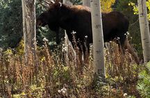 Piney River Ranch Jeep Tour - Vail, CO