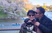 Tokyo Private Cherry Blossom Tour with a Shiba Inu & Shrine Walk