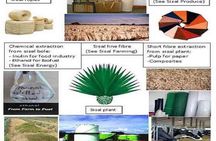 Visit Sisal Plantations & Processing Factory - Full Day Tour