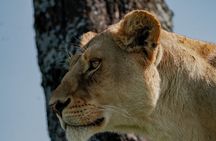 5 Day Private Tanzania Big Five & Serengeti ( Mid-Range) Safari.