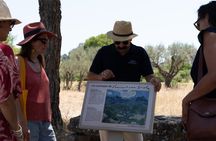 In the footsteps of Van Gogh in Provence from Avignon