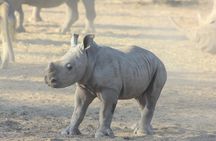 Livingstone: White Rhino Tracking Safari in Mosi-oa-Tunya