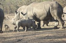 Livingstone: White Rhino Tracking Safari in Mosi-oa-Tunya