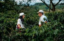 Coffee Tour at the Finca del Café