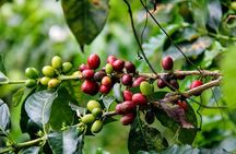 Coffee Tour at the Finca del Café