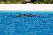 Mnemba dolphin tour ,Jozani forest & Salam cave +pick up