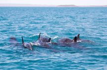 Mnemba dolphin tour ,Jozani forest & Salam cave +pick up