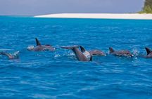 Mnemba dolphin tour ,Jozani forest & Salam cave +pick up