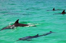Mnemba dolphin tour ,Jozani forest & Salam cave +pick up