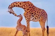 4 Days wild lifeTarangire, Serengeti & Ngorongoro from znz