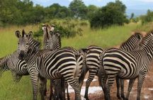 4 Days wild lifeTarangire, Serengeti & Ngorongoro from znz