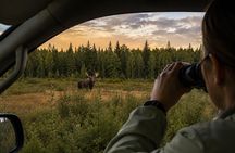 Rovaniemi: Unlimited-KM Moose & Arctic Wildlife Safari
