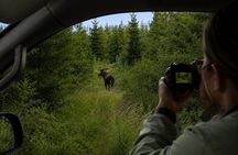 Rovaniemi: Unlimited-KM Moose & Arctic Wildlife Safari
