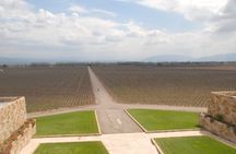 Wine Experience in Mendoza Half Day in Maipu and Lujan