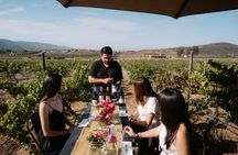 Wine Tasting Among Vineyards with Panoramic Views of the Valley
