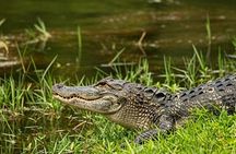 Tamarindo Mangrove Guided Boat Tour in Las Baulas National Park