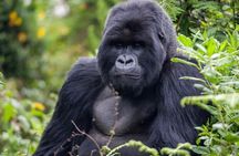 One-Day Gorilla Trekking Experience – Rwanda or Uganda