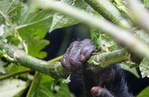 One-Day Gorilla Trekking Experience – Rwanda or Uganda