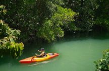 Phuket Mangrove Kayak Eco Tour at Thalang
