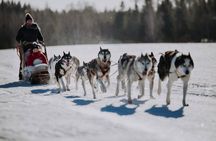 Experience 5-km Husky Safari from Levi