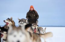Experience 5-km Husky Safari from Levi