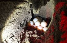 Nesting of Sea Turtles