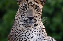 Yala Safari and 15 Day Cultural Heritage Tour Package