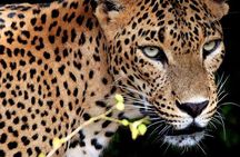 Yala Safari and 15 Day Cultural Heritage Tour Package
