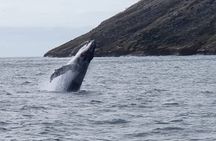 Isla Pinzón - Day Tour - From Santa Cruz - Islas Galápagos